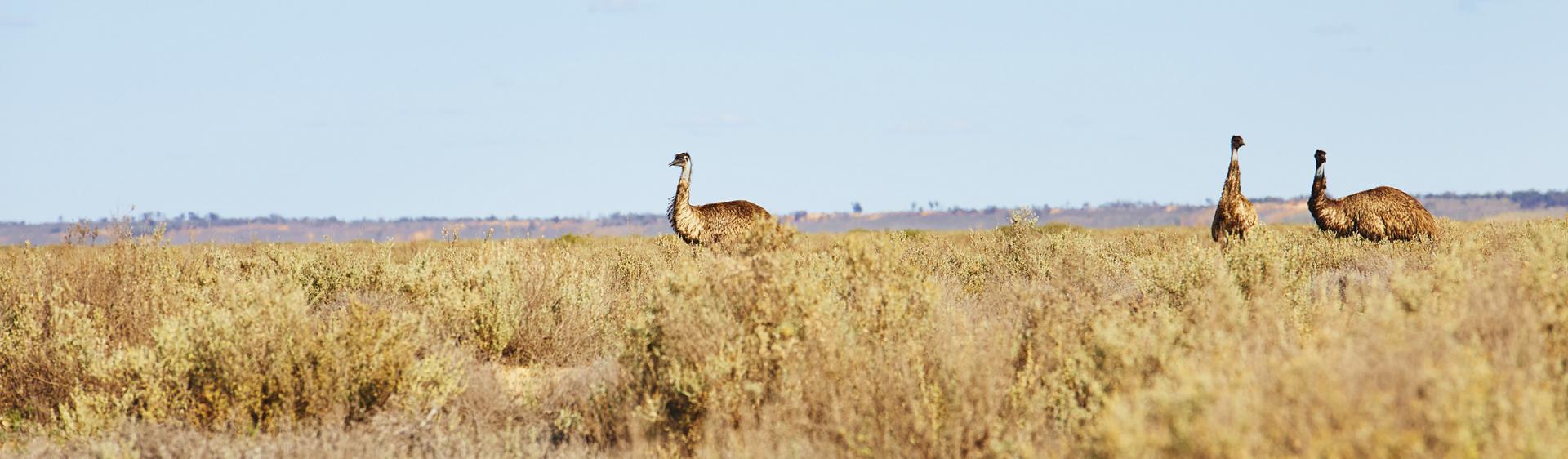 布罗肯希尔蒙哥国家公园步行道 (Mungo National Park track, Broken Hill)