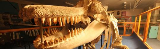 蓝宝石海岸 (Sapphire Coast) 的伊登鲸鱼博物馆 (Eden Whale Museum)